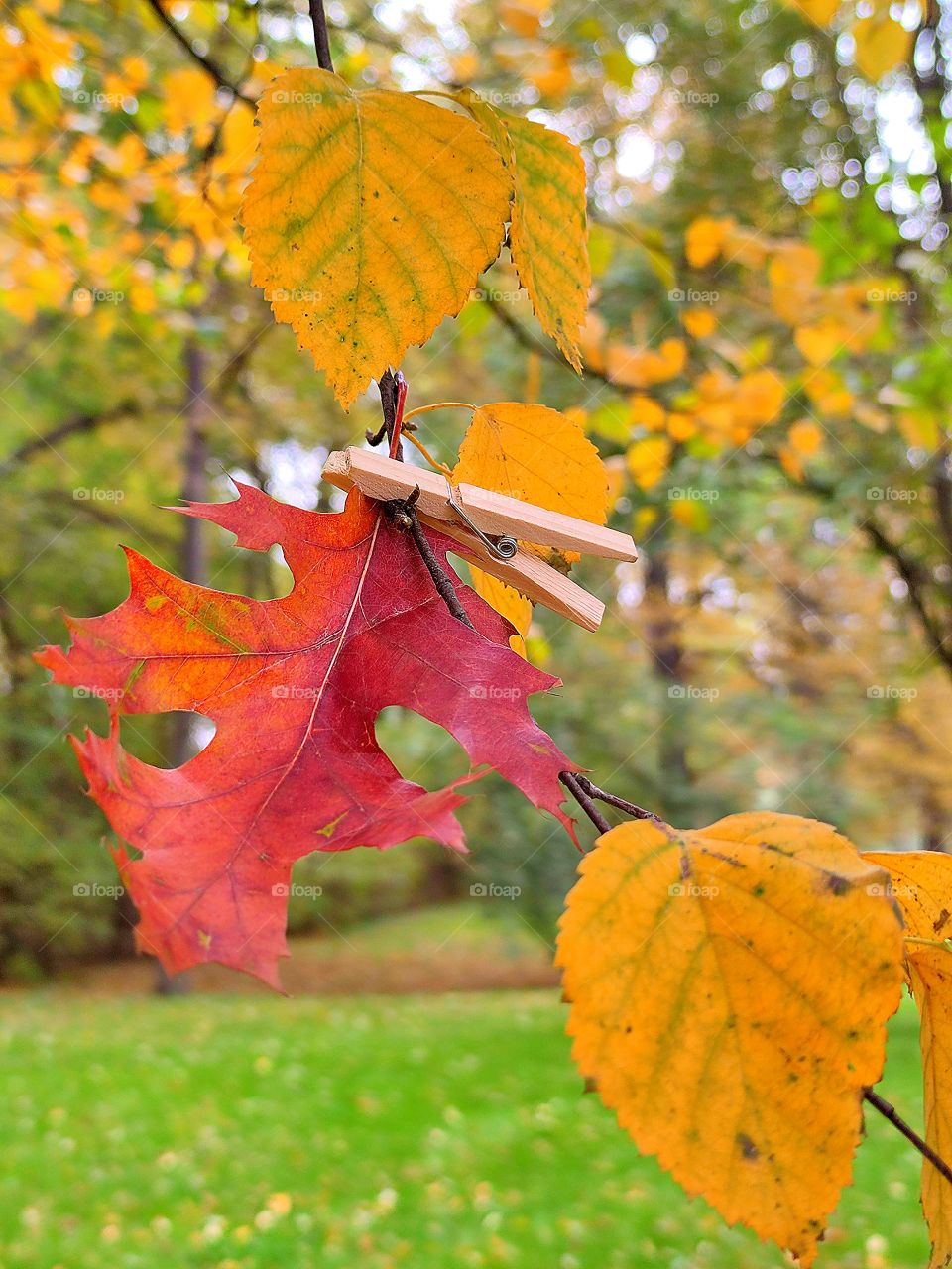 a red oak leaf attached with a wooden clothespin to a birch branch with yellow leaves