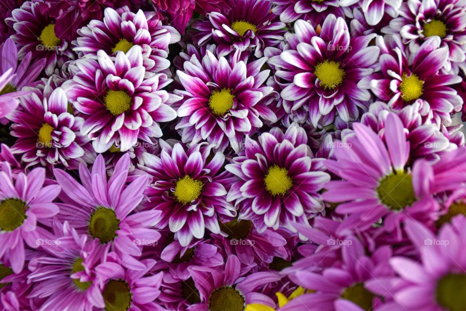 01. colorful flowers that inspire joy