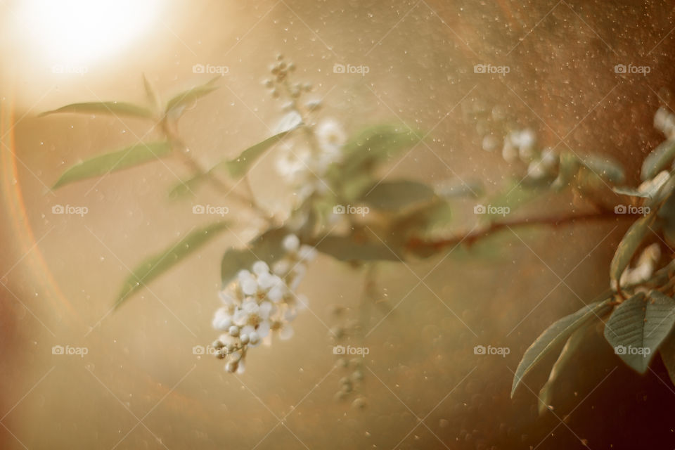 Blossom branch of a bird-cherry tree at sunset