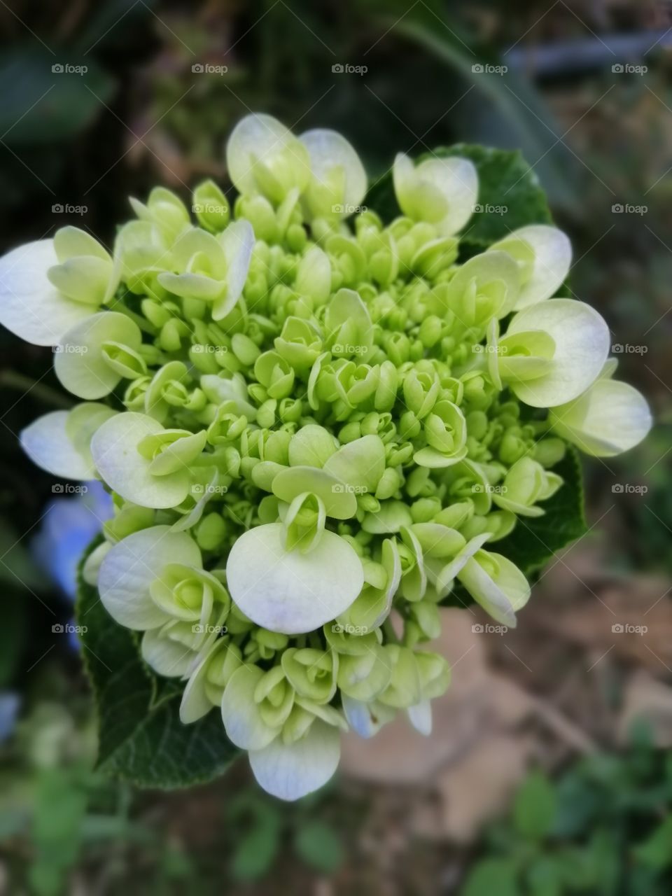 Young hydrangea