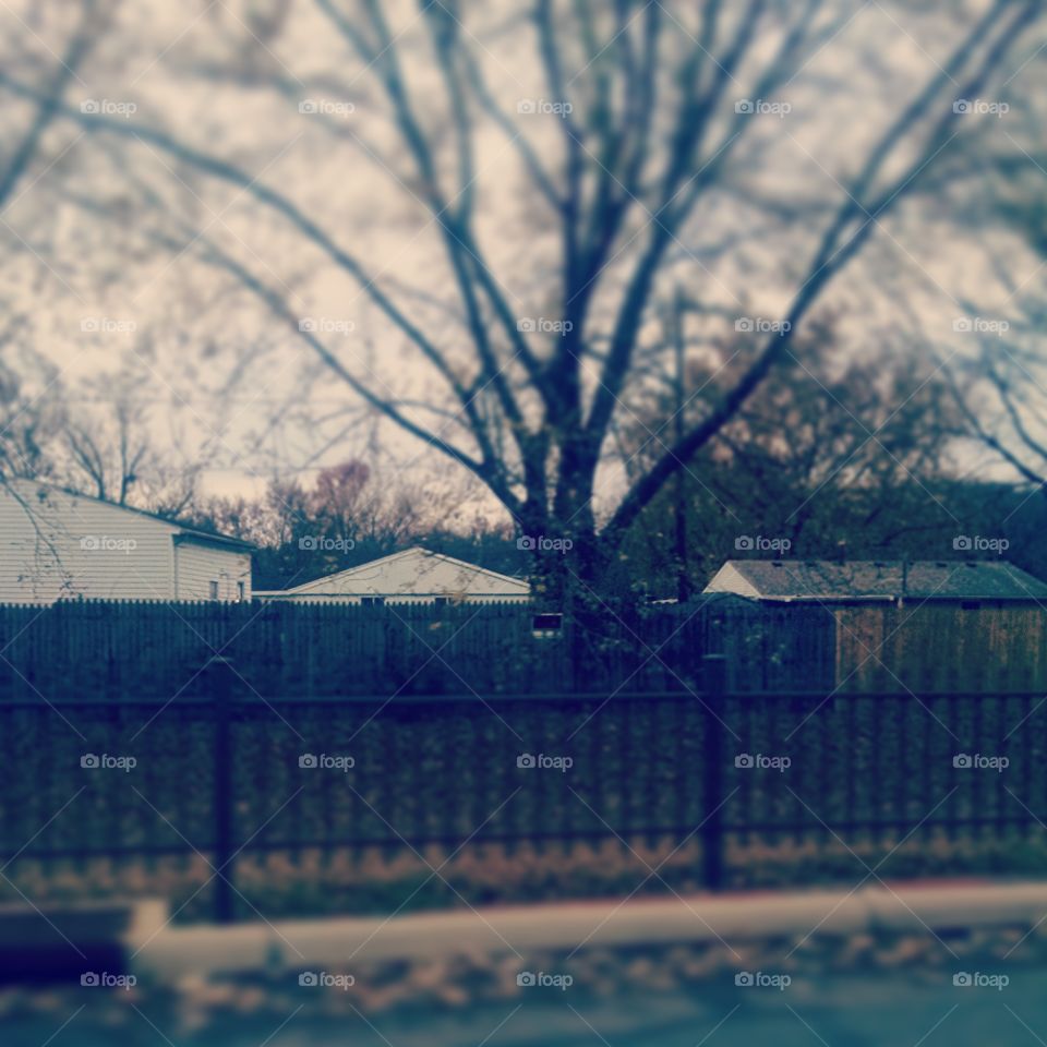 Fence and Trees