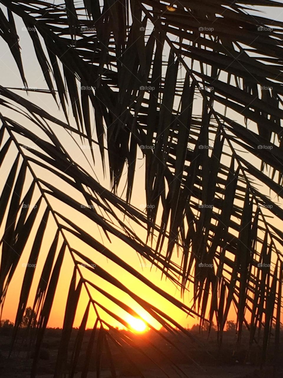 Beautiful palm tree and golden sunset