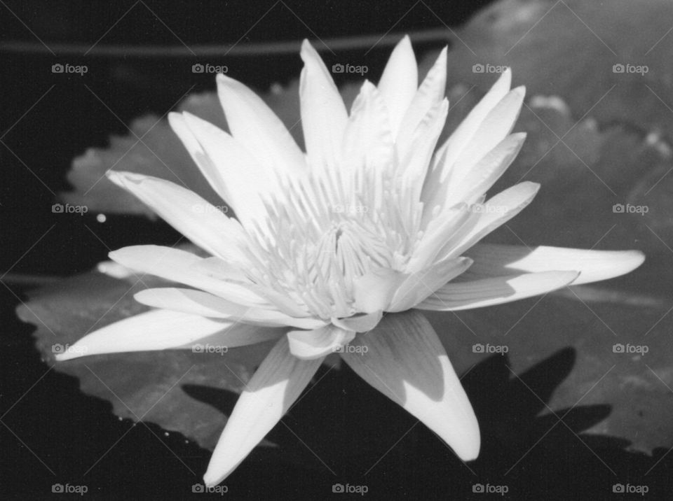 whater lily in black and white
