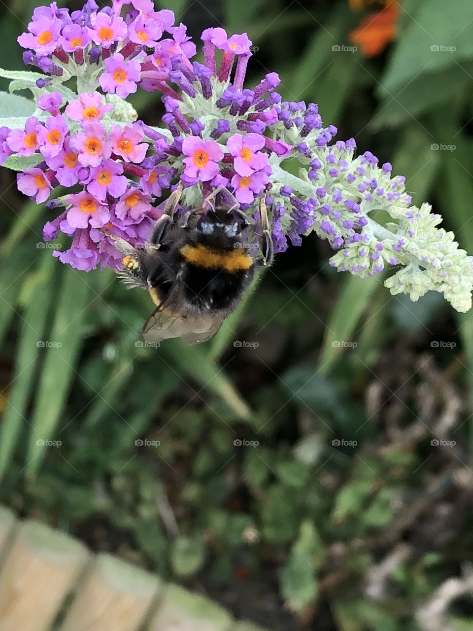 Bee & buddleia 