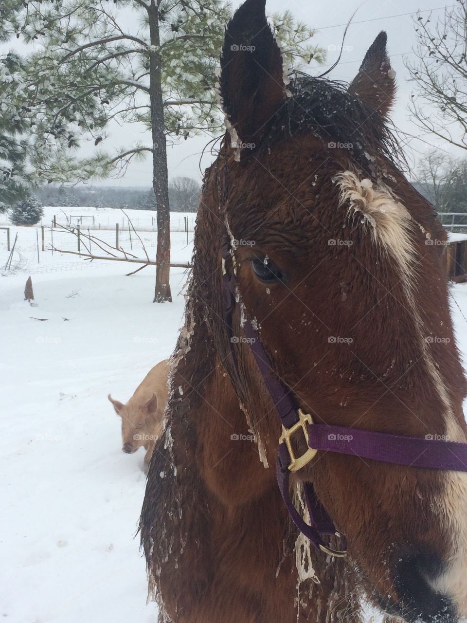 Horse in the snow with ice 