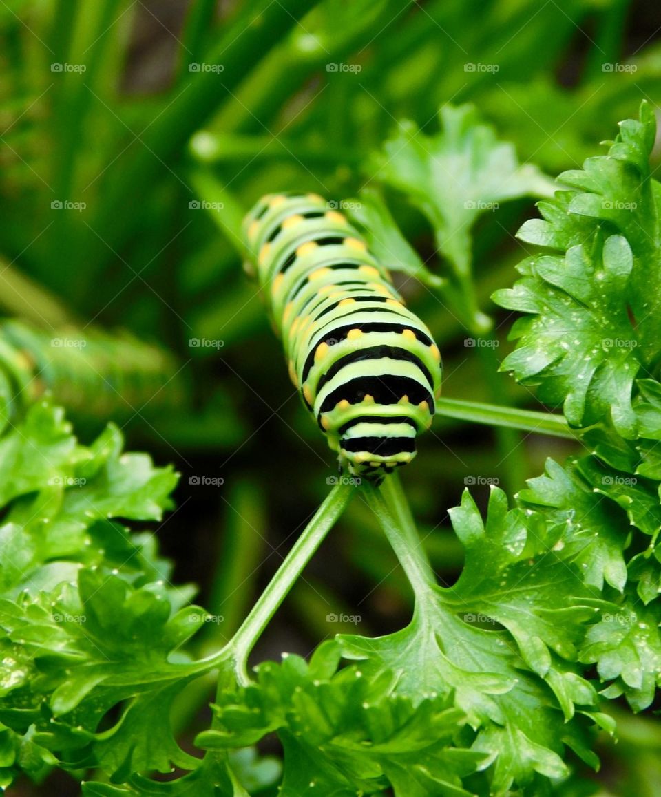 Black Swallowtail caterpillar eating parsley 