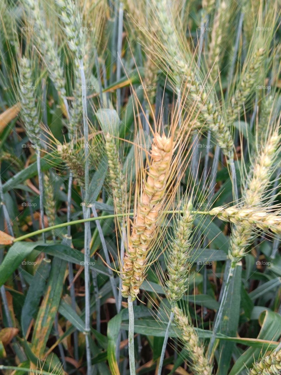closeup of wheat plant which is turning golden.