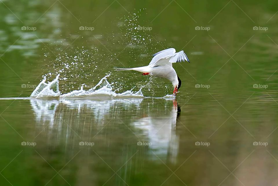 Close up on a Common Tern in full fishing motion leaving a splatter trail behind him on the pond of Sarzeau