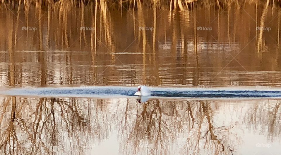 Muscovy, duck, muscovy duck, white, water, freshwater, red, feathers, float, floating, swim, swimming, lake, spring, thaw, reflection, Holiday Lake, Missouri, bill, white, shoreline, woods, trees, brown, reflection, bird, waterfowl,tree line, still