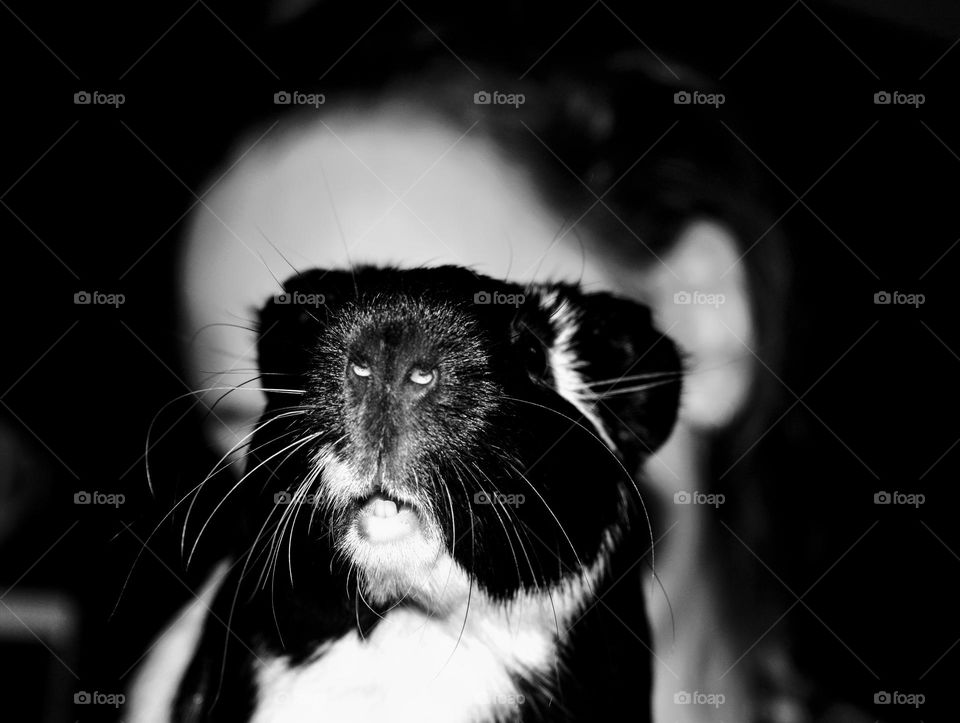 pet guinea pig and child, love pet black and white photography