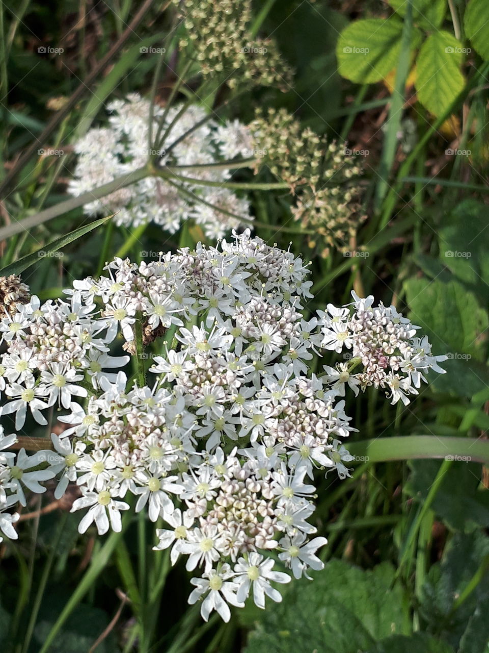 Wild Flowers