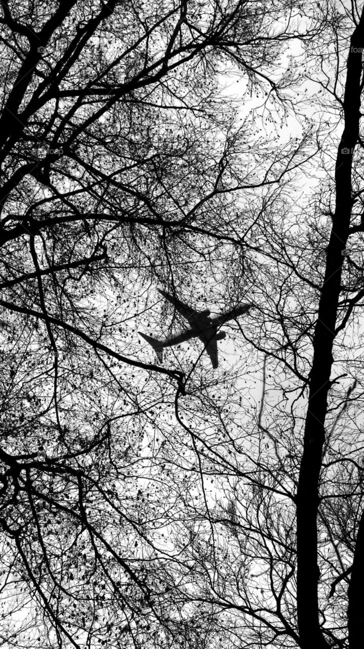 Airplane ✈️ From Forest