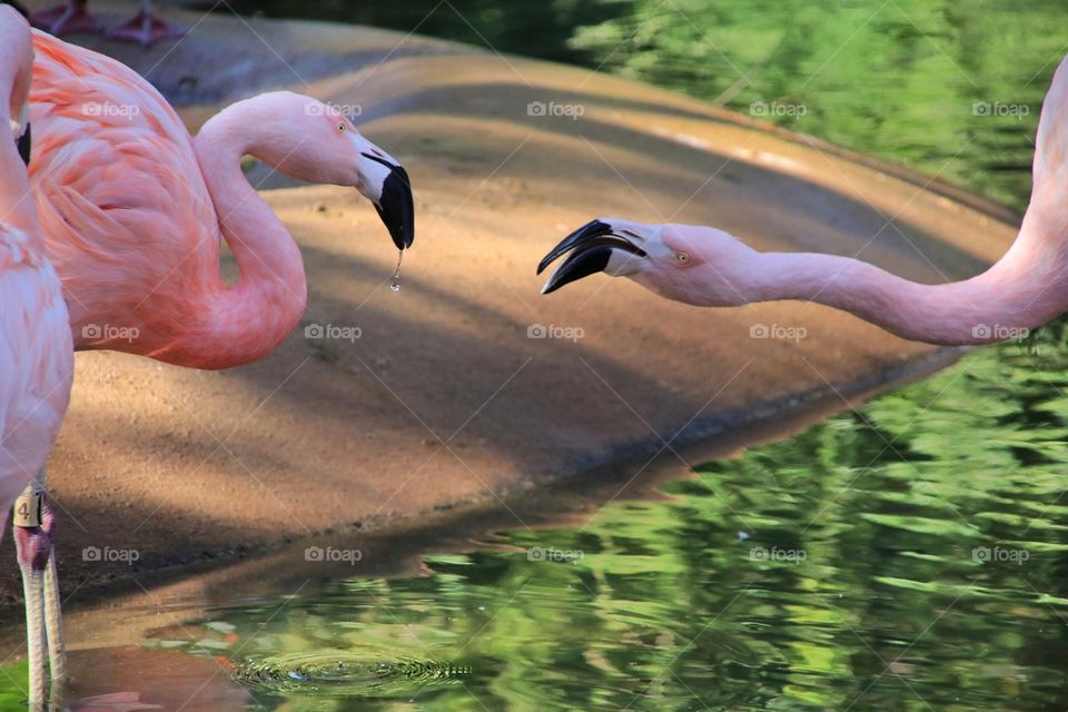 Flamingos bickering