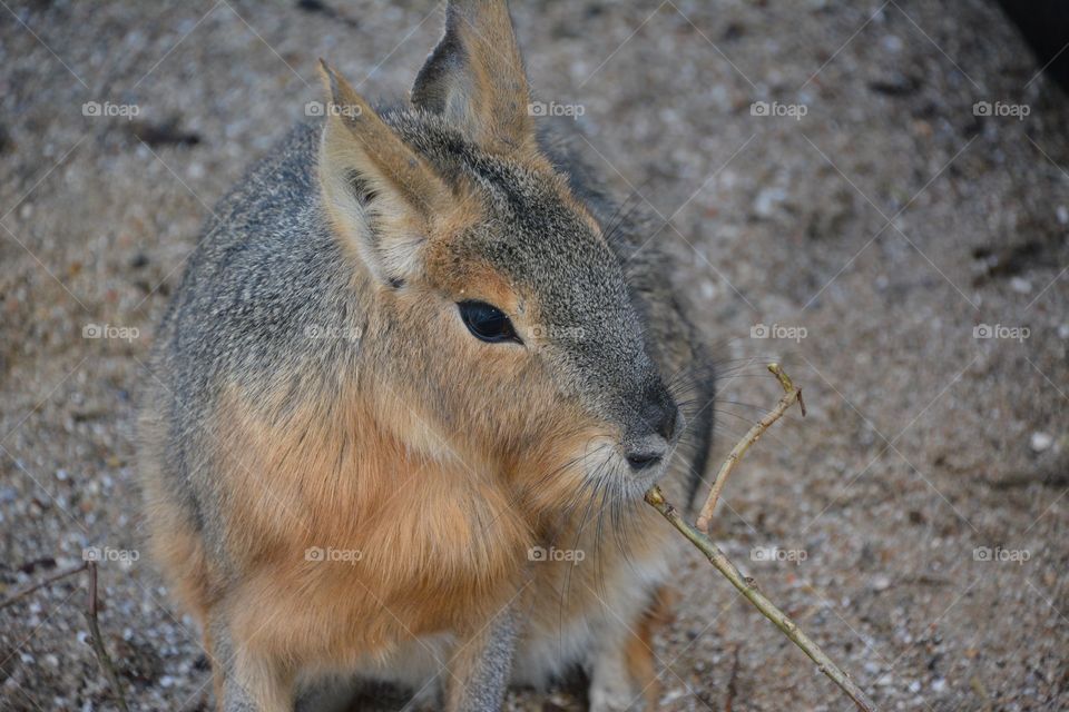 Capybara