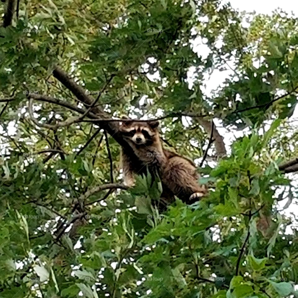Backyard visitor chillin