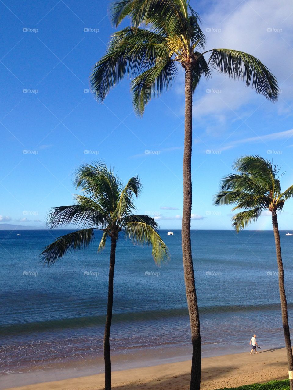 Palm trees by the ocean