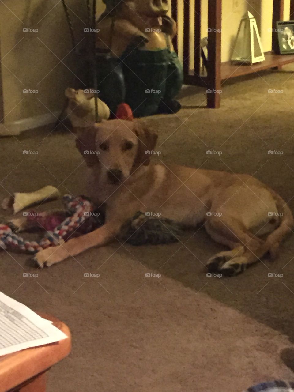 Relaxing after play time