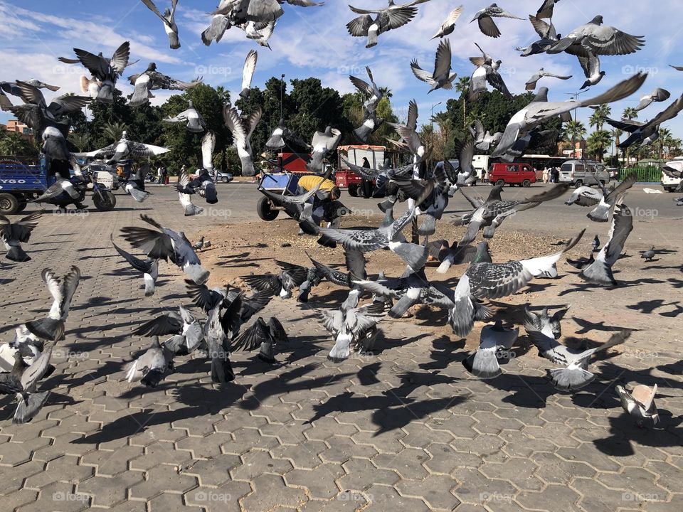 Beautiful flock of pigeons flying in the square.