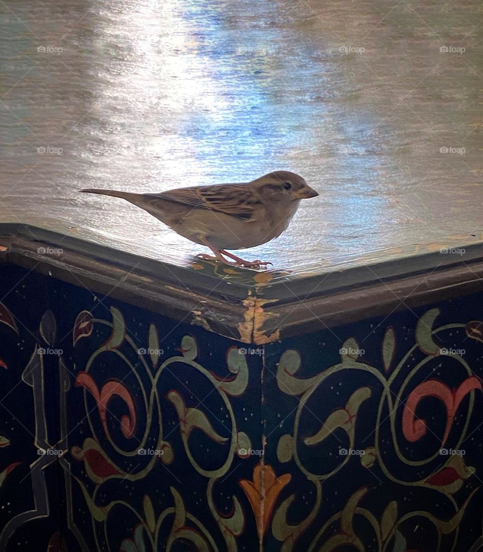 Sparrow perched on a piece of decorative furniture 