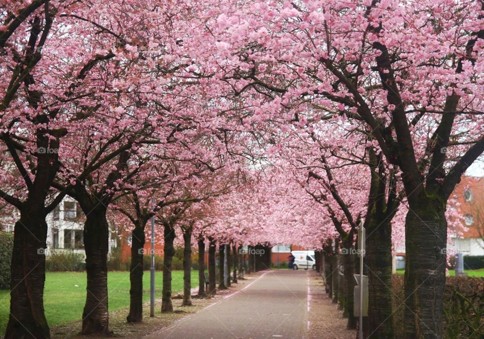 Cherry blossom alley
