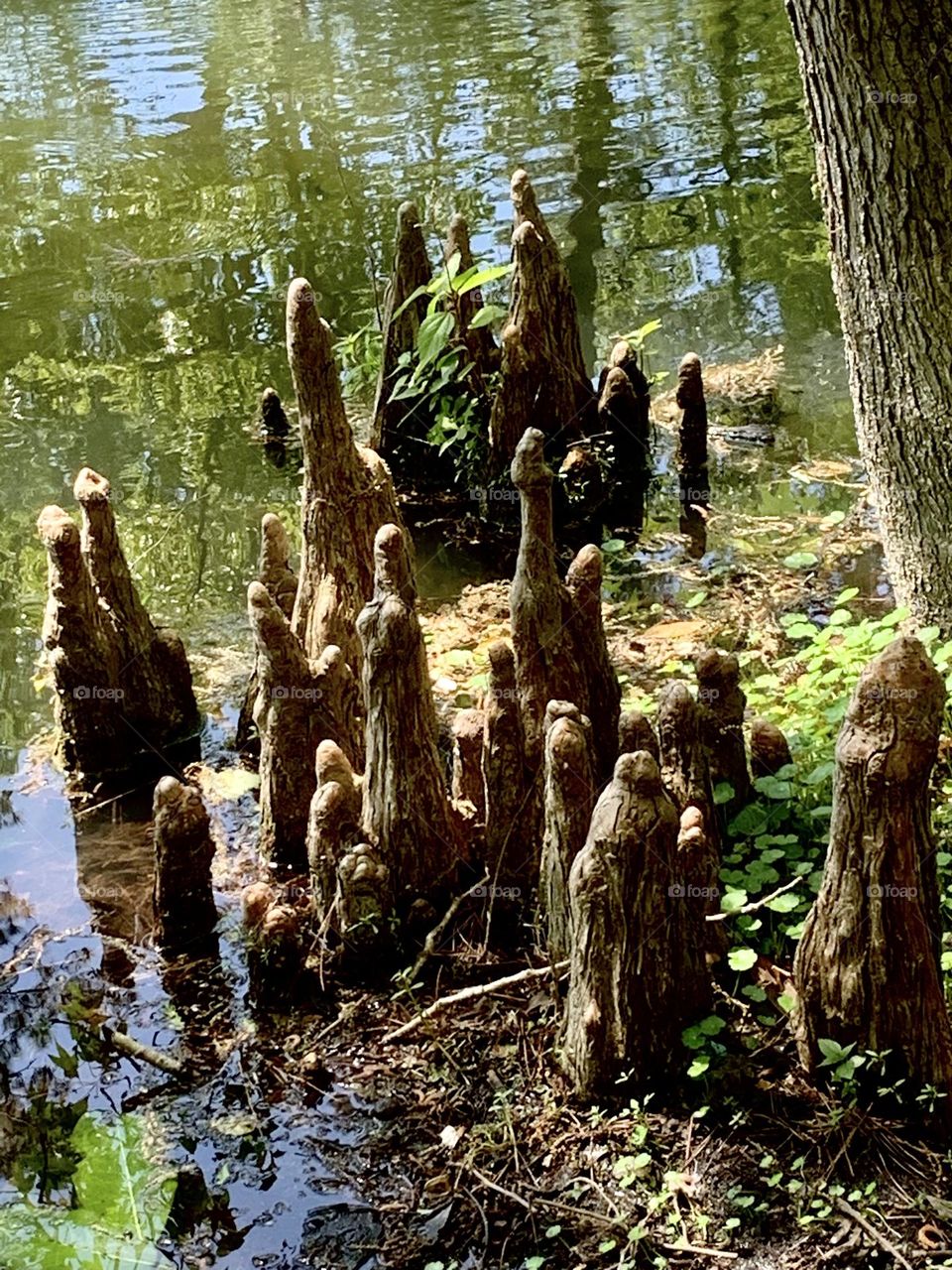 Cypress knees