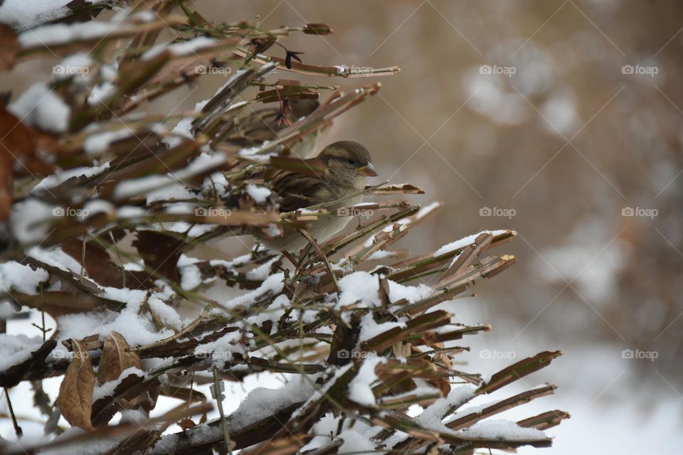 Camouflaged House Sparrow 