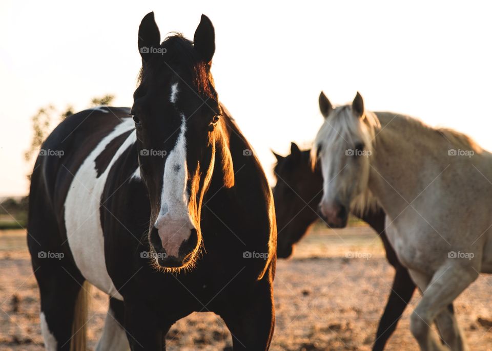 Horses standing at farm