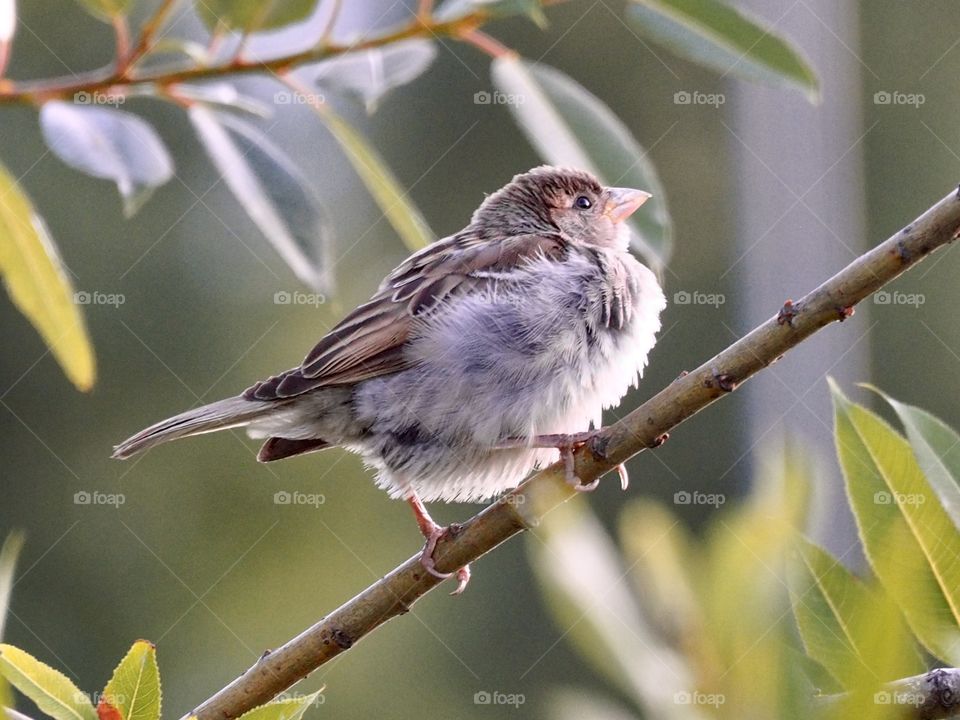 Sparrow
