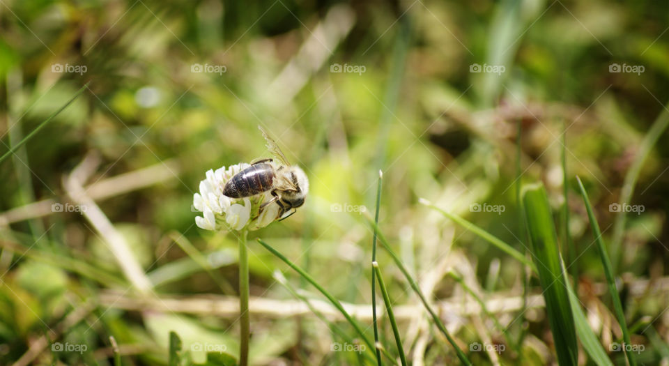 bee