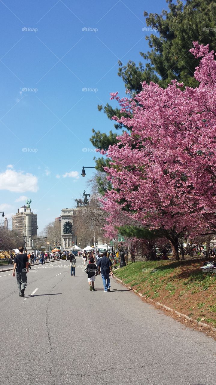 Springtime in Prospect Park. The arches of prospect park in the springtime with cherry blossoms and families enjoying the first nice day of spring