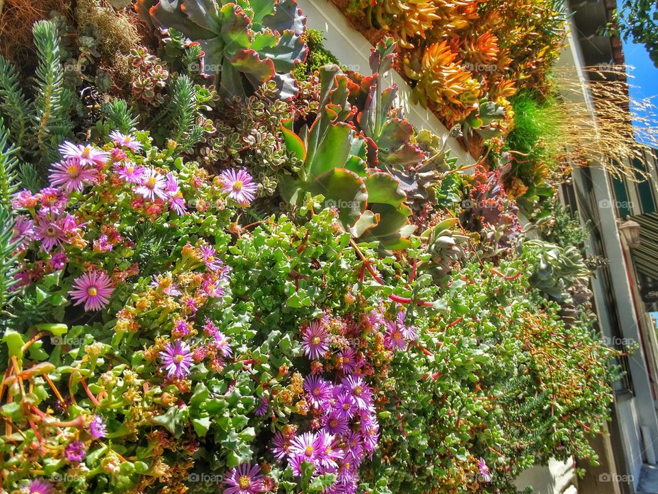 Succulent Living Wall