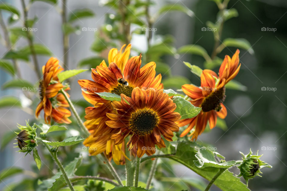 sunflowers bees and bumblebees