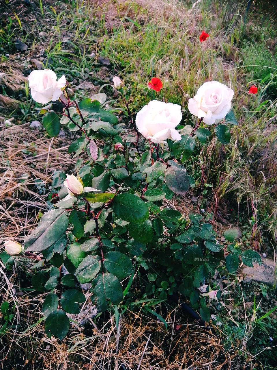 White rose beauty