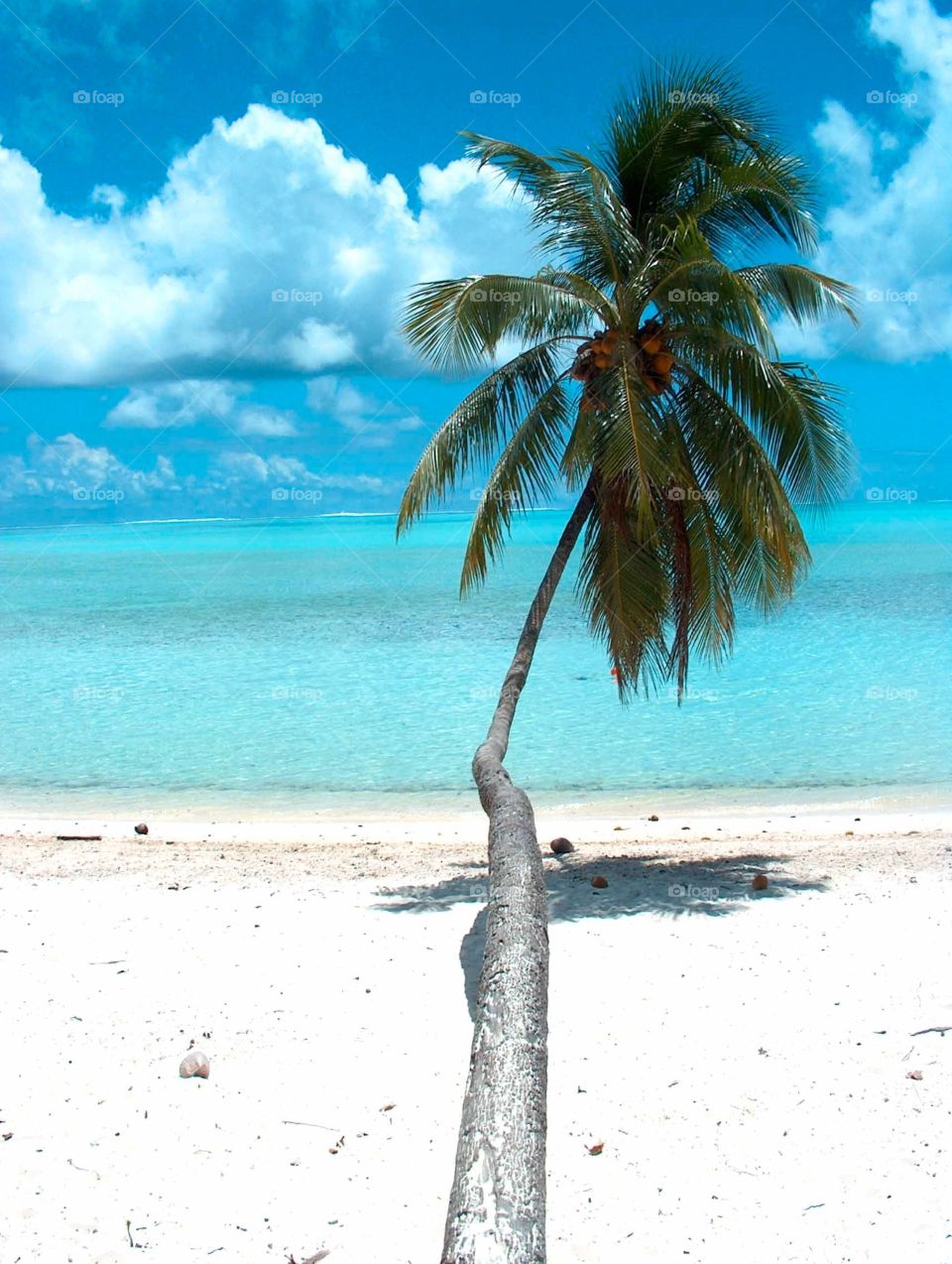 Coconut palm. Coconut palm on Maitira Beach, Bora Bora
