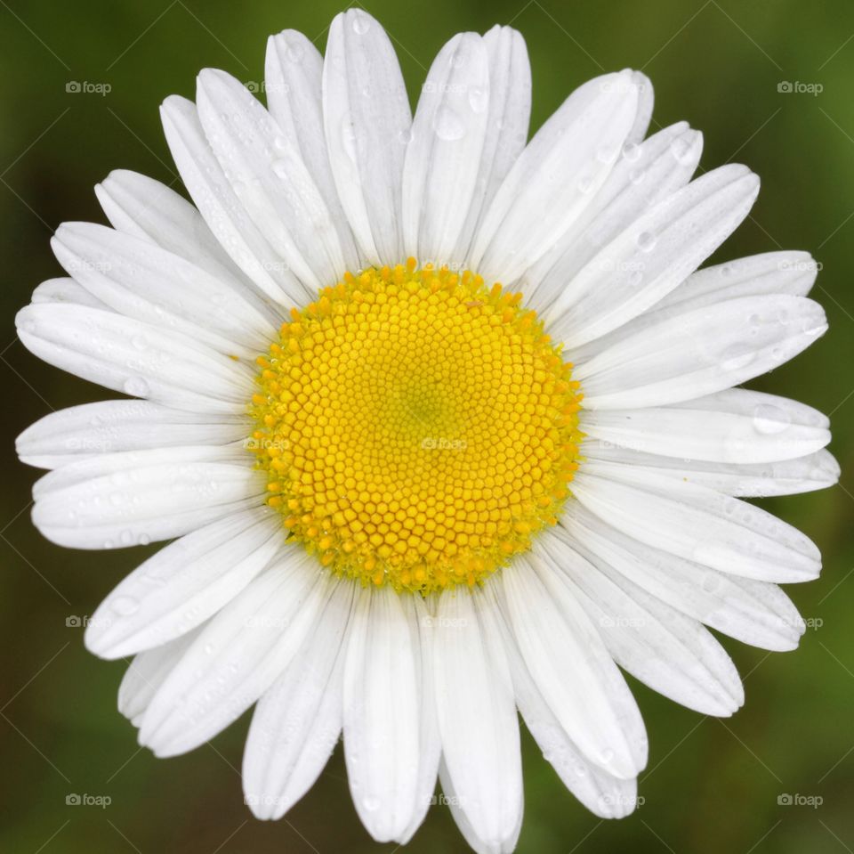 Raindrops on a daisy 