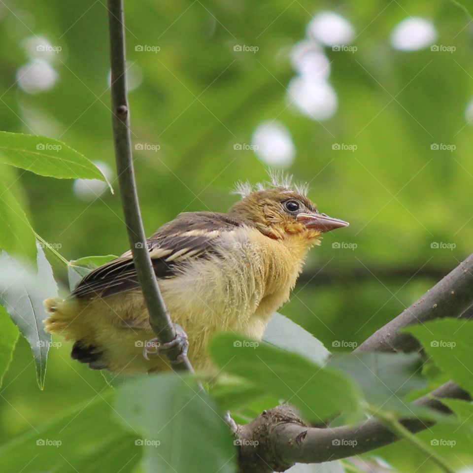 Baltimore Oriole fledgling perching on a branch