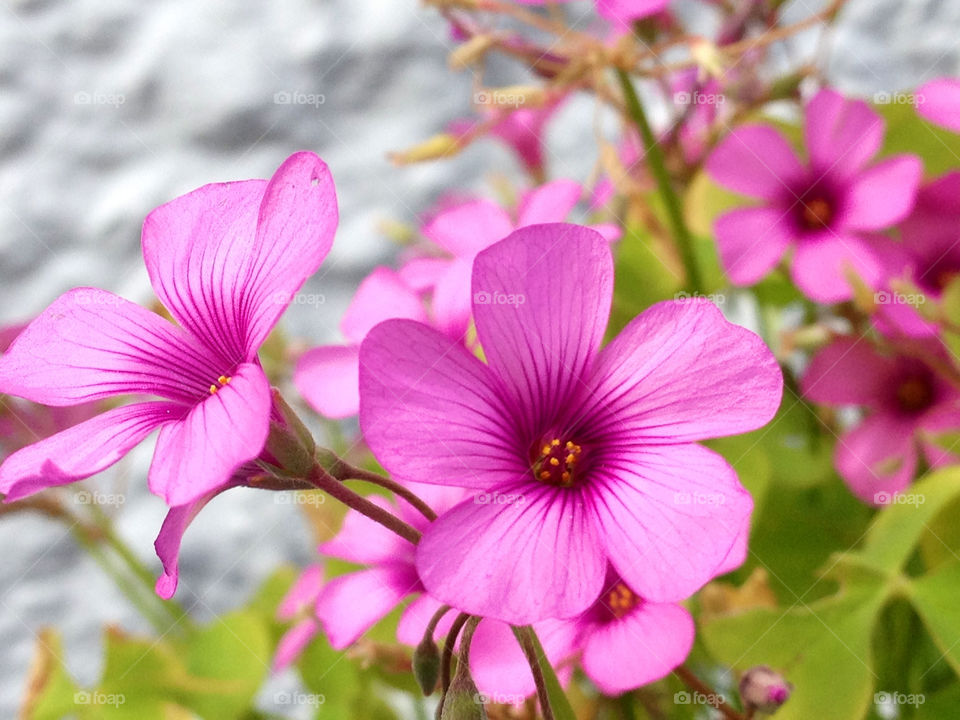 green pink flower sweet by cabday