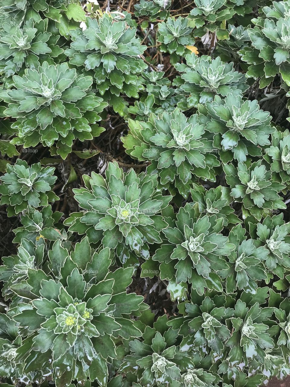 Jardim botânico Funchal 