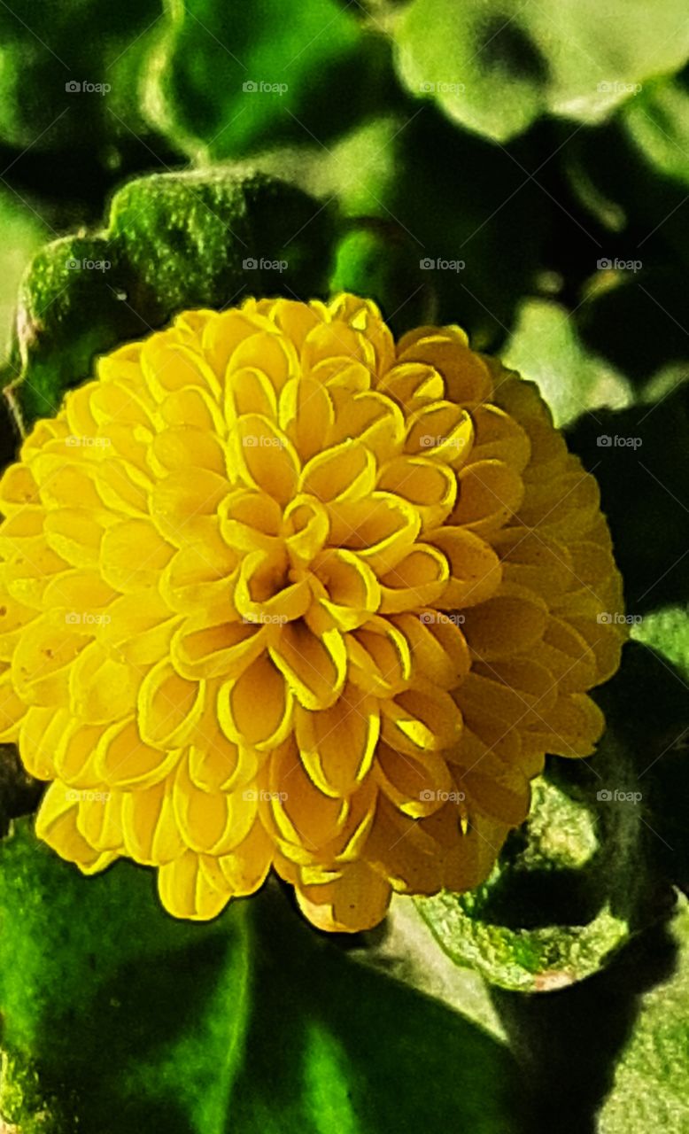 Yellow flower,Yellow,flower,garden,gardening,botany,blossom,blooming,floral,leaf,leaves,green,colorful,spring,summer