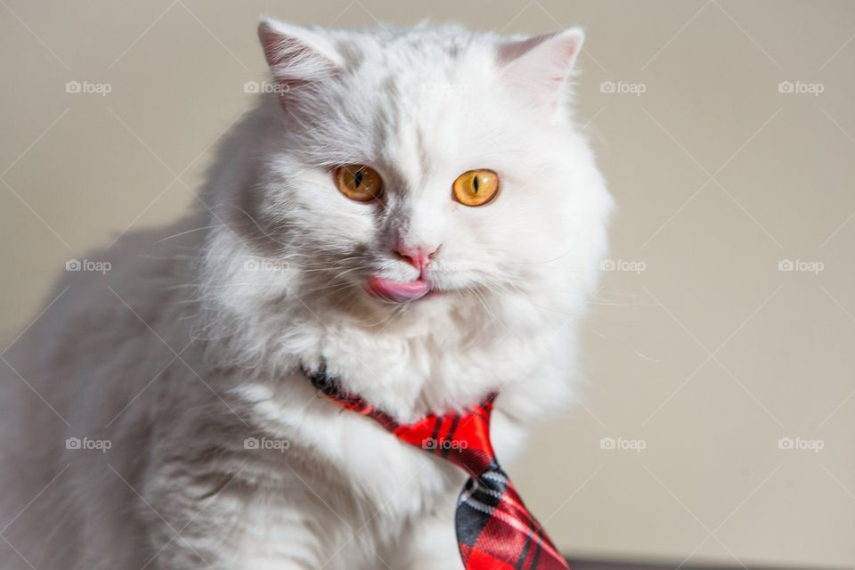 White cat sticking out tongue with necktie