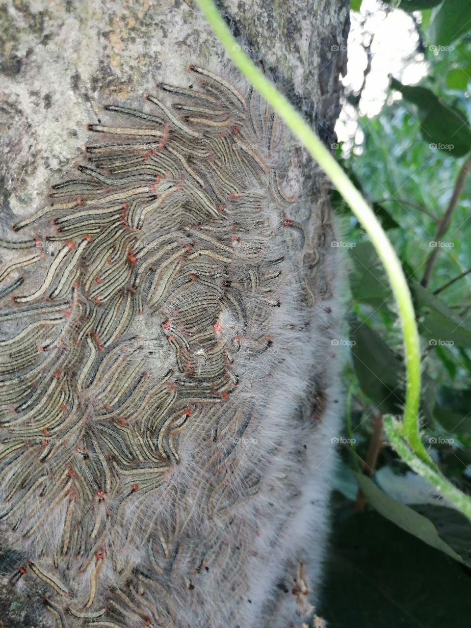 The oak processionary (Thaumetopoea processionea) is a moth whose caterpillars can be found in oak forests, where they feed on oak leaves, causing significant damage
They are a human irritant because of their venomous hairs, which can cause asthma.