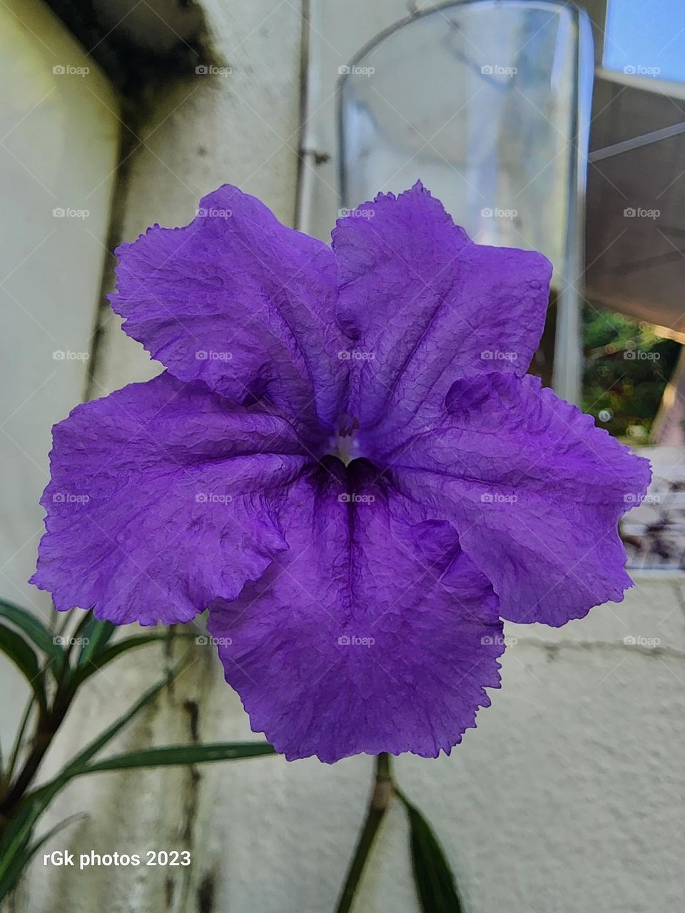 purple passion for excellence