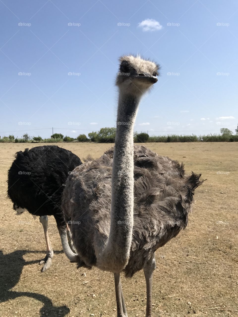 Ostrich