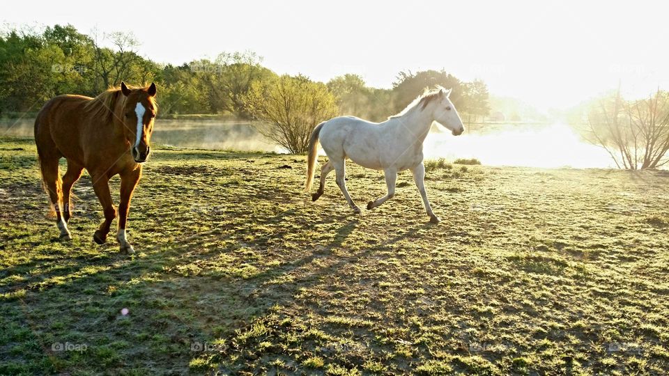 Horses at Dawn