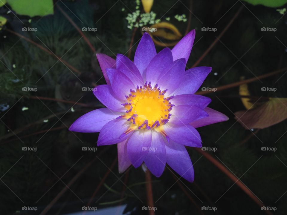 purple lotus
