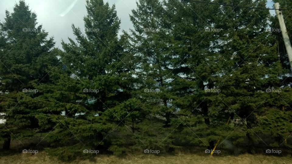 Tree, No Person, Landscape, Outdoors, Wood