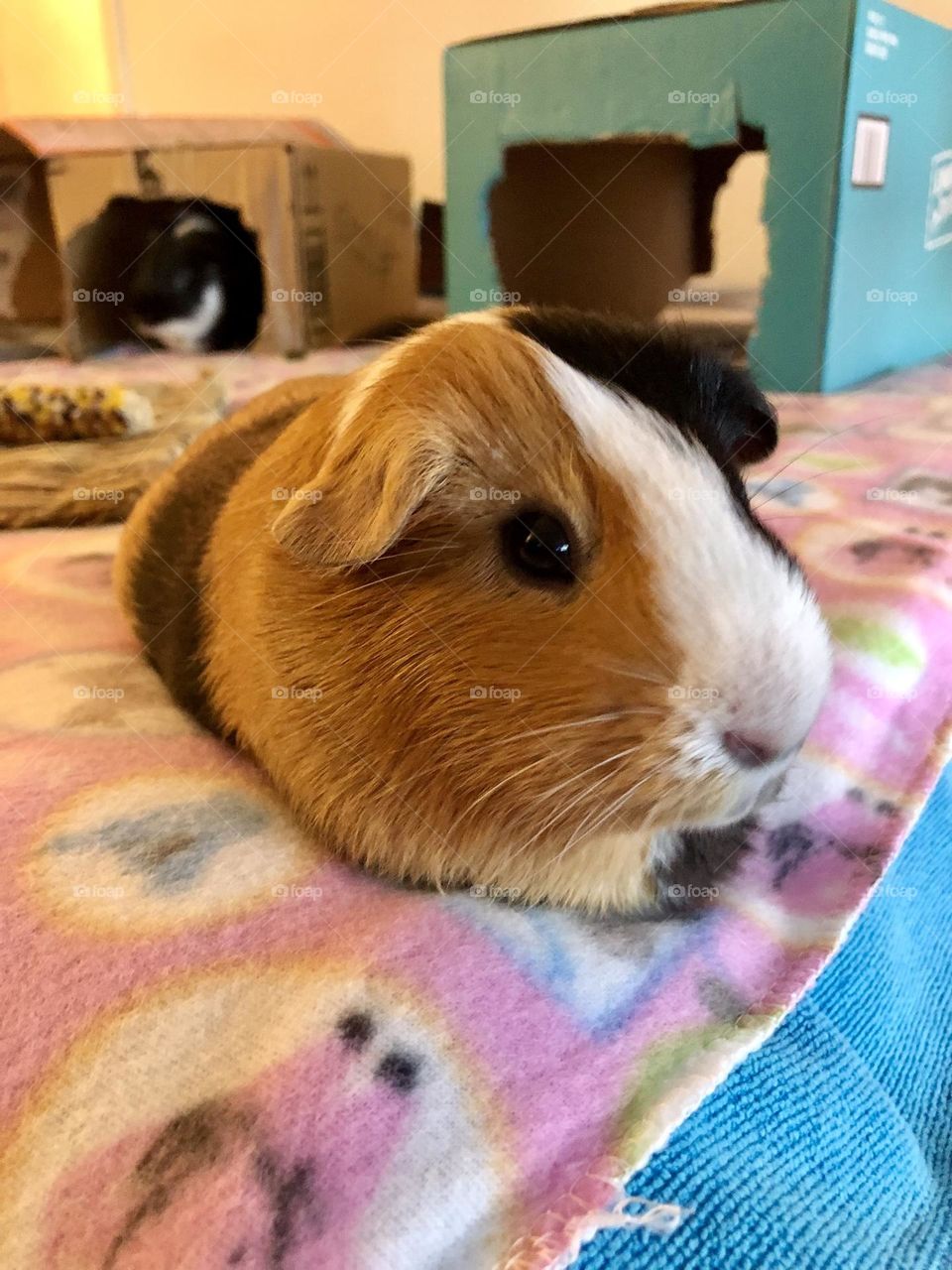Danny my Guinea pig / Chill time relaxing 