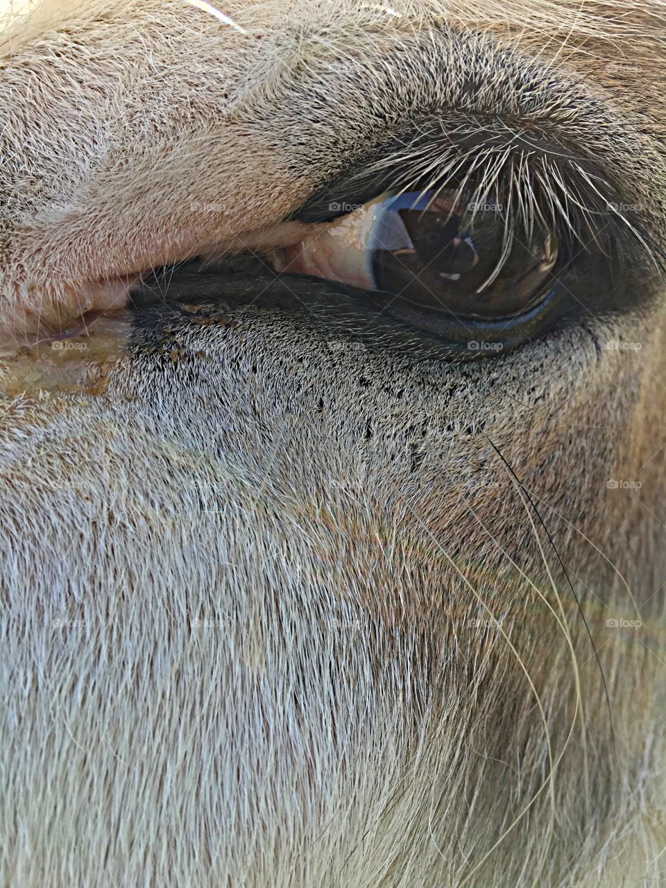 This is my sweet donkey. Her name is Cricket.  She loves getting rubbed and brushed. She snuggles as close as she can when she gets attention. 