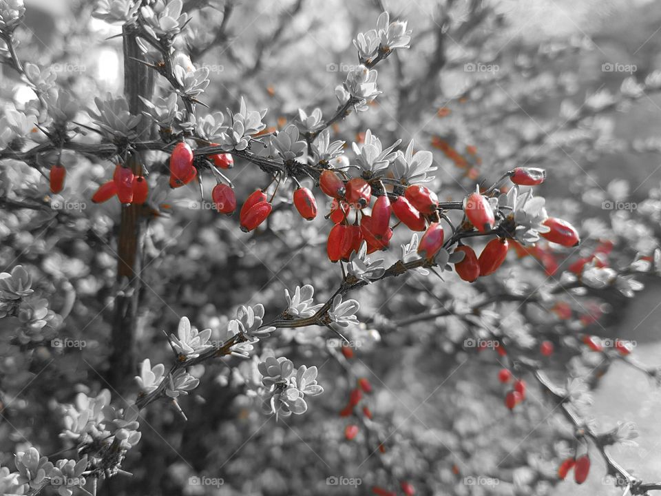 Red colored bushes in Black And White with a Splash of Colour.