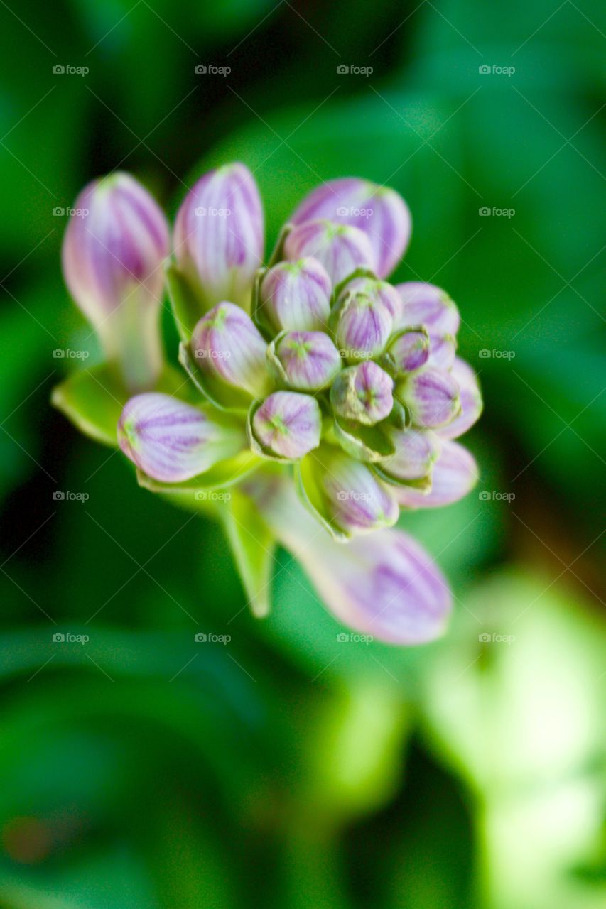 Closeup of lavender Hosta plant flower buds, blurred background of sunlit leaves 